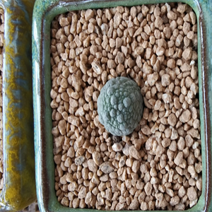 Pseudolithos Migiurtinus