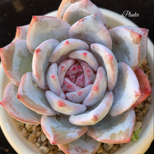 Echeveria German Champagne