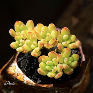 Sedum Sedona