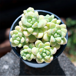 Sedum Treleasei Cluster