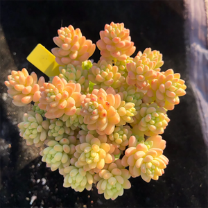 Sedum Flower Group Variegata