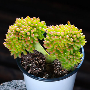 Sedum Lemon Finger Cristata