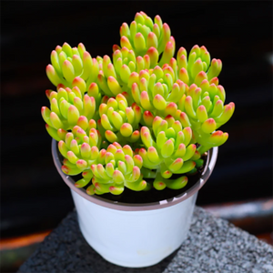 Sedum Lemon Finger