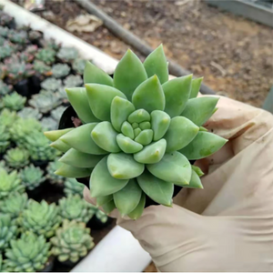 Sedum Adolphii Alba