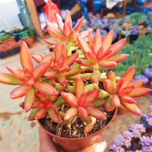 Sedum Adolphii Firestorm