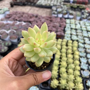 Sedum Adolphii Variegata