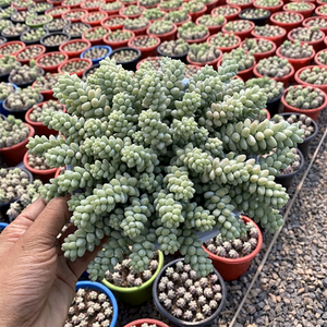 Sedum Burrito Moran Cluster