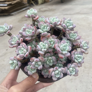 Sedum Clavatum Cluster