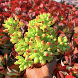 Sedum Pachyphyllum Rose Cluster