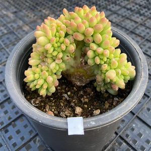 Sedum Pachyphyllum Cristata