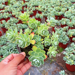 Sedum Palmeri