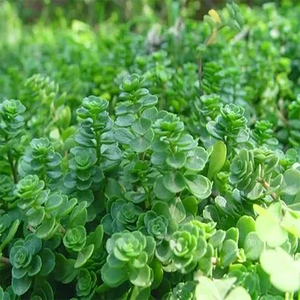 Sedum Sieboldii Swect ex Hk.