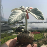 Sinningia Leucotricha Brazilian Edelweiss