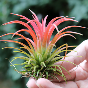 Tillandsia Ionantha Air Plant