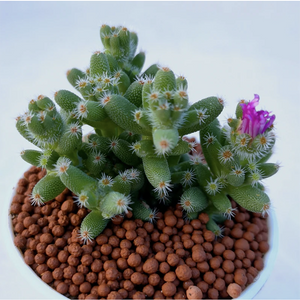 Trichodiadema Densum (Haw.) Schwantes