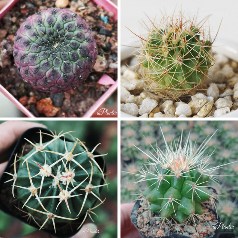 Rare Cactus For Sale - Set Of 4