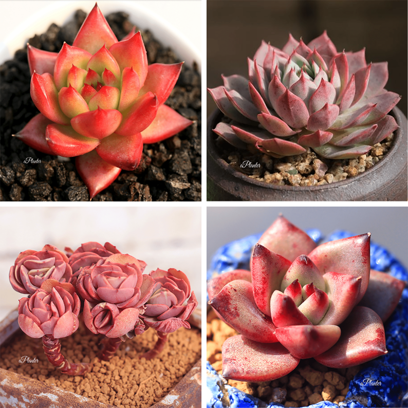 RED SUCCULENTS FOR SALE - SET OF 4 – aplanter