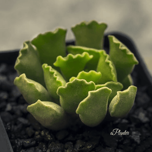 Adromischus Poellnitzianus (Adromischus Cristatus Var. Clavifolius) | aplanter