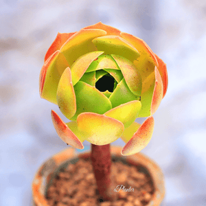 Aeonium Blushing Beauty | aplanter