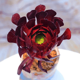 Aeonium Plum Purdy | aplanter