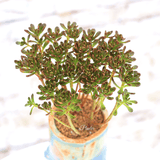 Aeonium Loartei | aplanter