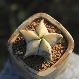 Astrophytum Myriostigma aplanter