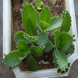 Bryophyllum pinnatum (L. f.) Oken aplanter