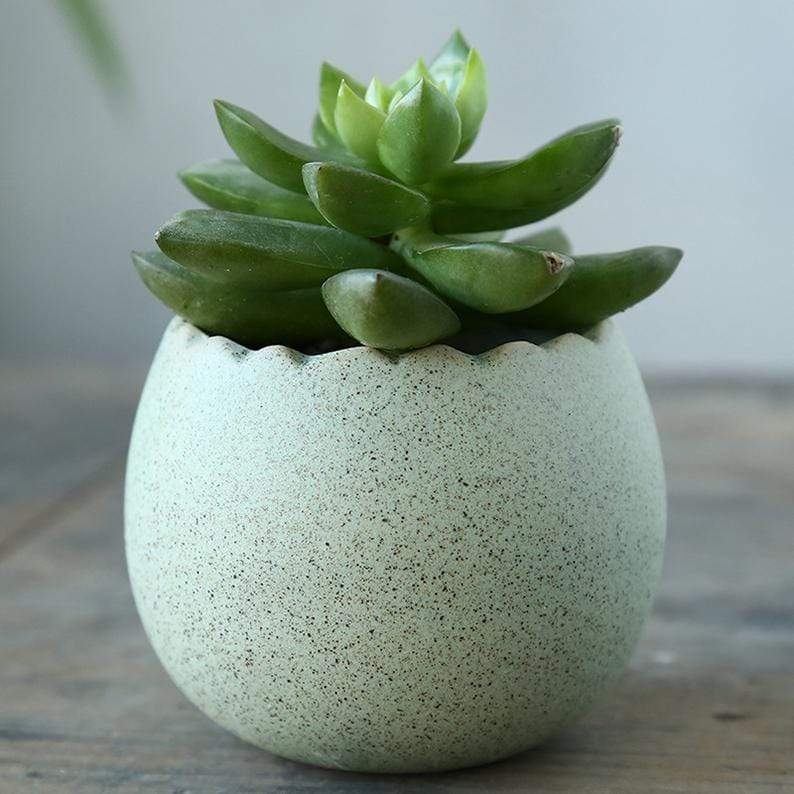 Classic Ceramic Succulent Plant Flower Pots (Set Of 6)