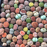 Colorful Lithops ( A Pack Of 9) aplanter