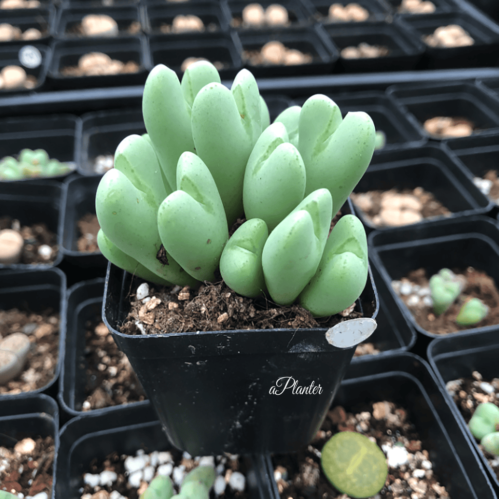 Conophytum bilobum (Marloth) aplanter