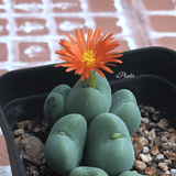 Conophytum bilobum (Marloth) aplanter