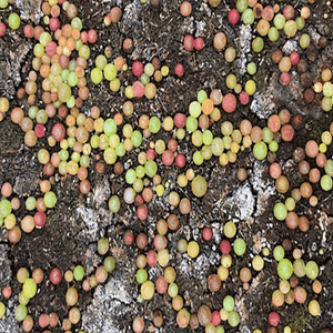 Conophytum Maughanii aplanter