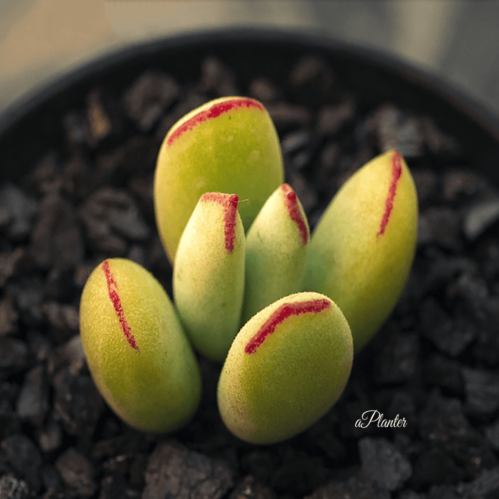 Cotyledon Orbiculata Var.Dinteri aplanter