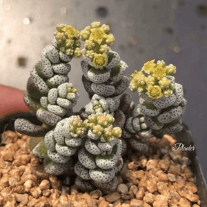 Crassula corallina | aplanter