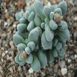 Crassula Namaquensis Ssp. Comptonii (Hutchison & Pillans) Tölken | aplanter