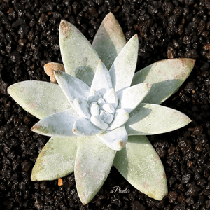 Dudleya Greenei aplanter