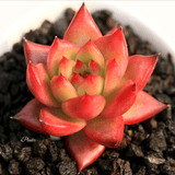 Echeveria Agavoides Frank Reinelt aplanter