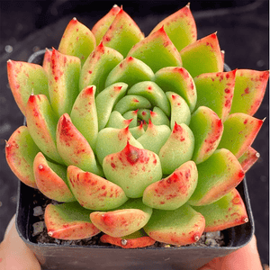 Echeveria Agavoides Rajoya