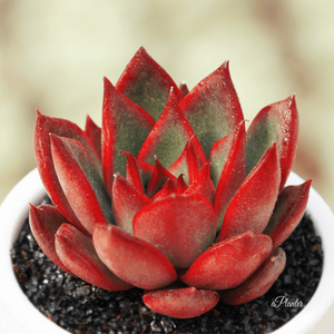 Echeveria Agavoides Wild Horse