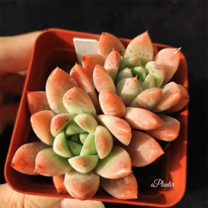 Echeveria Alba Aloha