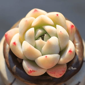 Echeveria 'Alba Beauty' aplanter