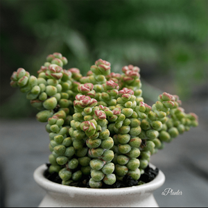 Echeveria Baby Surprise