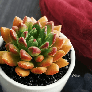 Echeveria 'Bella' aplanter