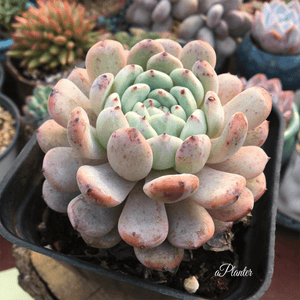 Echeveria Bi Ante