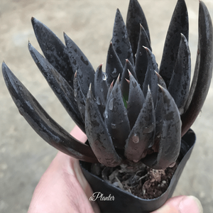 Echeveria Black Knight