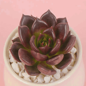 Echeveria 'Black Prince' aplanter