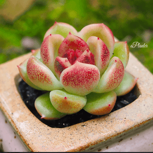 Echeveria Black Rose