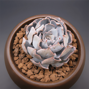 Echeveria Blue Heron