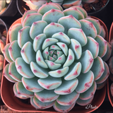 Echeveria Blue Minima