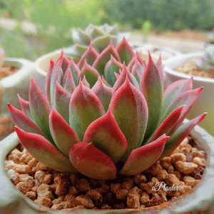 Echeveria Bradburyana